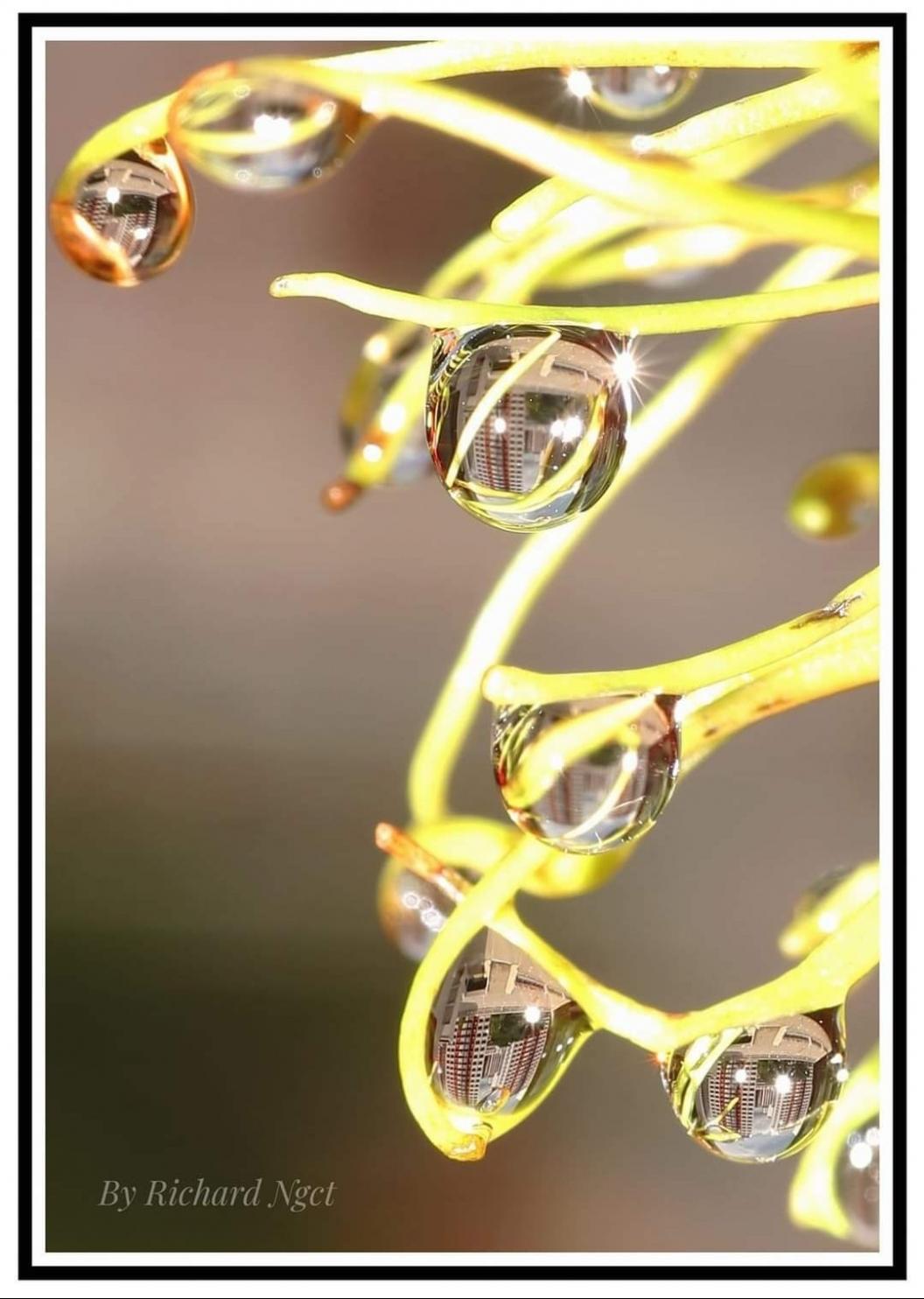 A photo Richard took of water droplets reflecting an HDB building. A photo Richard took of water droplets reflecting an HDB building.